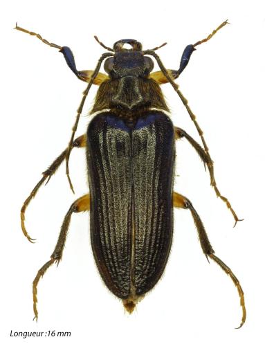 Réf. 317 664 : Cebrio fabricii